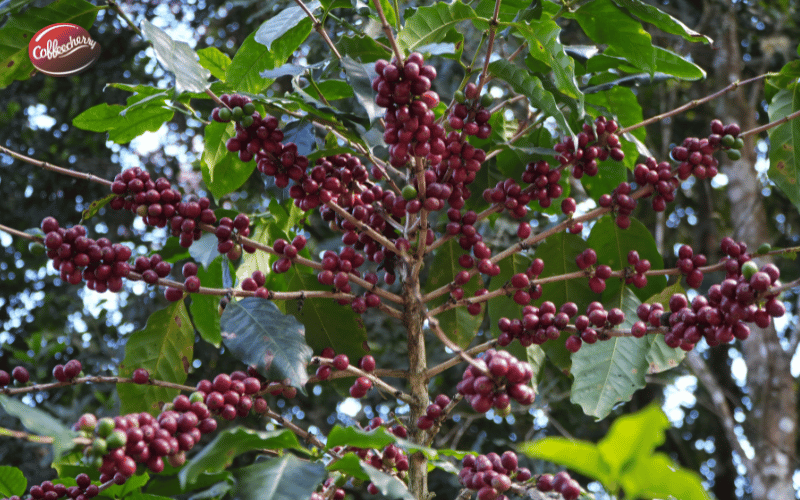 ca-phe-robusta-co-nhieu-caffeine-hon-Arabica-khong (3)